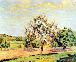 Manzanos en flor Manzanos en flor