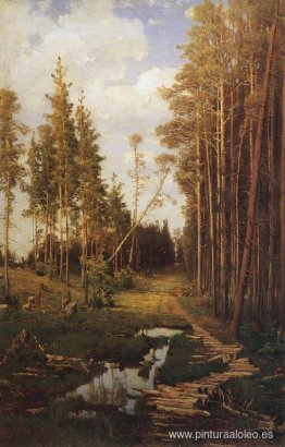 Claro en un bosque de pinos Claro en un bosque de pinos