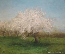 Manzanos en una pradera Manzanos en una pradera