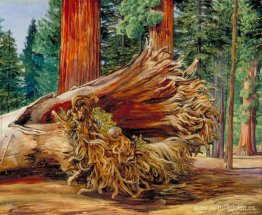 Un gigante caído, Calaveras Grove, California Un gigante caído, Calaveras Grove, California