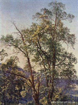 Olivos Olivos