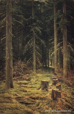 bosque de coníferas bosque de coníferas