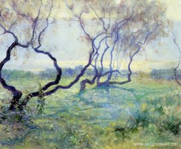 Árboles de tamarisco a primera hora del sol Árboles de tamarisco a primera hora del sol