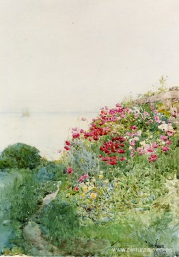 Campo de amapolas, Islas de Shaos, Appledore Campo de amapolas, Islas de Shaos, Appledore