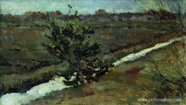 Principios de primavera. Un pino joven. Principios de primavera. Un pino joven.