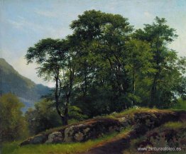 Bosque de hayas en Suiza Bosque de hayas en Suiza