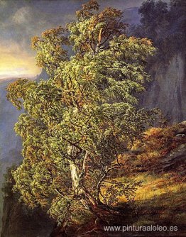 Bjerk yo tormenta Bjerk yo tormenta