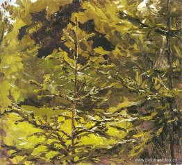 Fragmento del bosque Fragmento del bosque