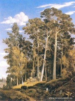 bosque de pinos bosque de pinos