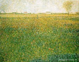 Alfalfa, San Denis Alfalfa, San Denis