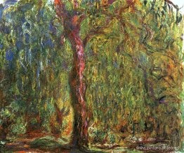 Sauce llorón Sauce llorón