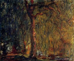 Sauce llorón Sauce llorón