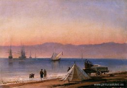 Sinop. Pavo Sinop. Pavo