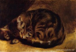 gato durmiendo gato durmiendo