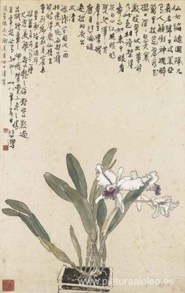 cattleya cattleya