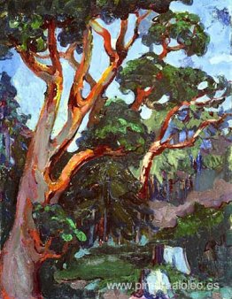 Árbol de madroño Árbol de madroño