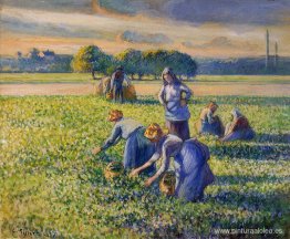 Recogiendo guisantes Recogiendo guisantes