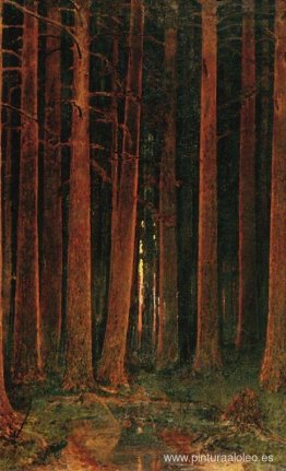 Atardecer en el bosque Atardecer en el bosque