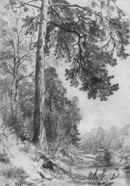 Río del bosque. Síverskaya Río del bosque. Síverskaya