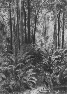 Helechos en el bosque Helechos en el bosque