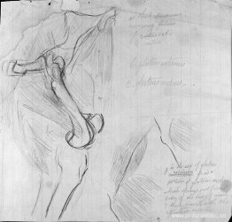 dibujo anatómico dibujo anatómico