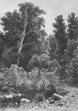 Borde del bosque Borde del bosque