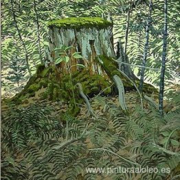 tocón y helechos tocón y helechos