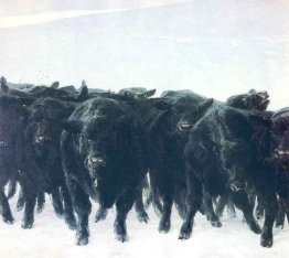 Angus Angus