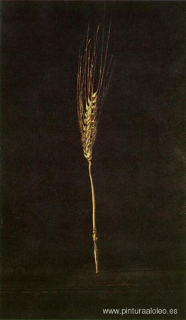 oreja de trigo oreja de trigo