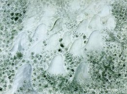 Estudio para árabes del ácido desoxirribonucleico Estudio para árabes del ácido desoxirribonucleico