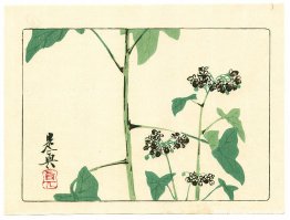 Planta con flores - Hana Kurabe Planta con flores - Hana Kurabe