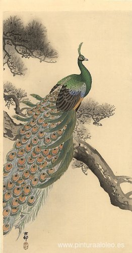 Pavo real Pavo real