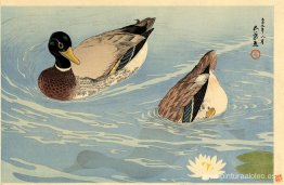 patos patos