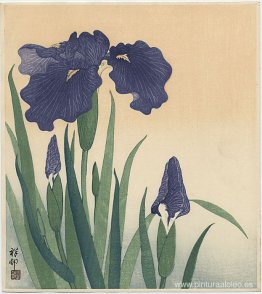 iris floreciente iris floreciente