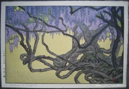 Wistaria en Ushijima Wistaria en Ushijima