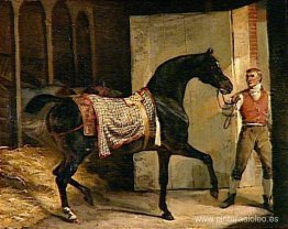 Caballo saliendo de un establo Caballo saliendo de un establo