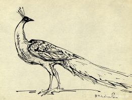 Pavo real Pavo real