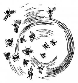 insectos insectos