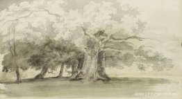 árboles en un parque árboles en un parque