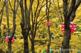 Un pajarito me lo dijo en el Edén cotidiano (vista de instalació Un pajarito me lo dijo en el Edén cotidiano (vista de instalació