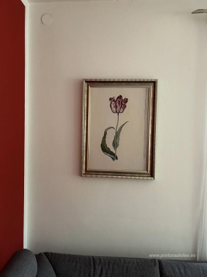 Tulipán