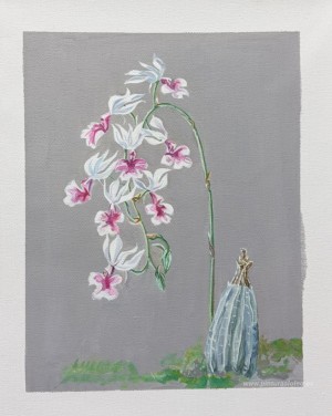 orquídeas blancas