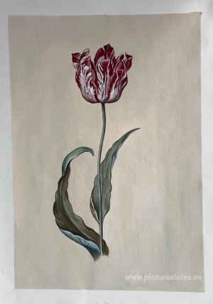 Tulipán