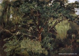 roble akhtyrsky roble akhtyrsky