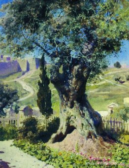 Un olivo en el huerto de Getsemaní Un olivo en el huerto de Getsemaní