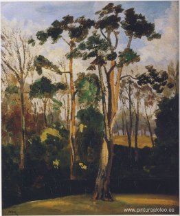 Bosques en Mimizan Bosques en Mimizan